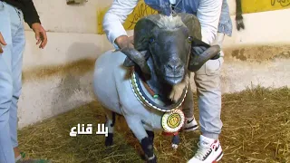 جنوون المسيابة في تونس اقتحاام مفاجئ لأشهر كبش في تونس غوول مكشخ الضربة تشوي والبدن يرعب هه 