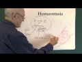 Homeostasis 1 Physiological Principles