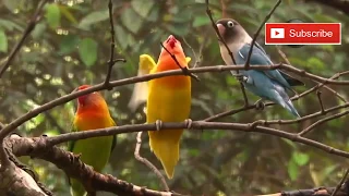 asli kehidupan burung lovebird di alam liar