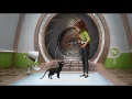 Luck 2022 Scene Talking Cat