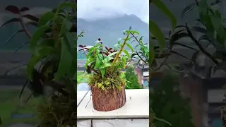                                                                 دندنها