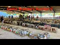 Game Breeders Auction Rare Birds and Poultry Fall 2025 Part 1