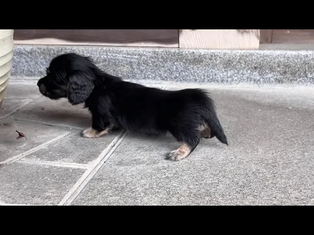 動画