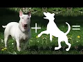 10 Amazing Bull Terrier Mixes That Will Melt Your Heart