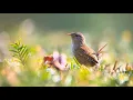 Download Lagu Birds Chirping Ringtone | Free Ringtones
