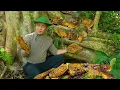 Lagu CEO Trieu Vang left the city for the forest, one lucky day harvested a giant honey bee nest