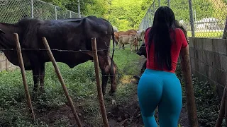 Cambiando a las VACAS de POTRERO 🐮💚