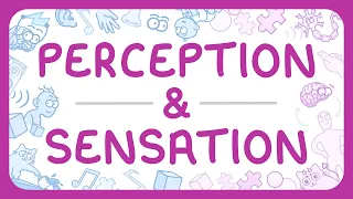 Psychology - Perception & Sensation