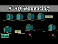 ATAC Sequencing How ATAC-Seq Works Assay For Transposase-Accessible Chromatin