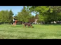 AKC Tracking Louis on the trail