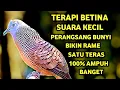 Download Lagu Suara Betina Birahi - Perkutut Betina Memanggil Jantan || The female turtle dove calls the male