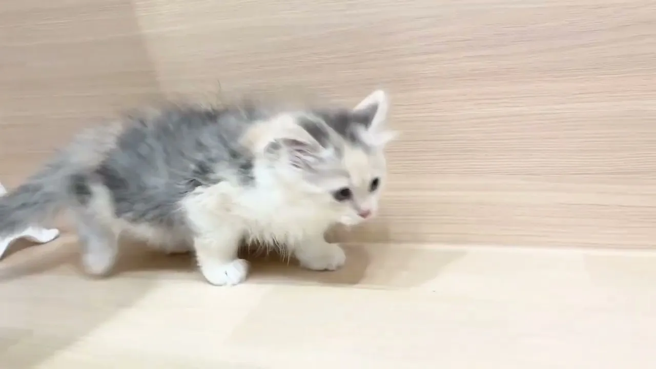 動画