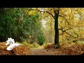 Download Lagu Jack Jezzro - Beatles on Guitar [Fall Visualizer]