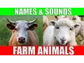 Download Lagu Farm Animals Names and Sounds for Kids to Learn | Learning Farm Animal Names and Sounds for Children