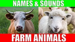 farm animals names and sounds for kids to learn learning farm animal names and sounds for children