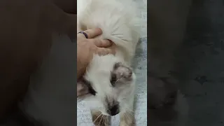 ازاي تخلي القطة تسمع كلامك 