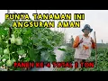 Download Lagu Sukses budidaya terong bulat hijau (terong lalap) | Hasilkan jutaan rupiah