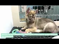 Discover Your Perfect Puppy How Puppyfinder Makes Adoption Easy