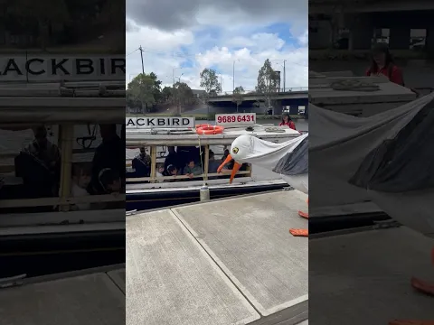 π¦ Giant Seagulls greet boat passengers! #birds #seagulls #puppets