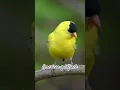 American gold Finch #birds #birdsong #birdsounds #thebirdsonggroup #birdingparadise