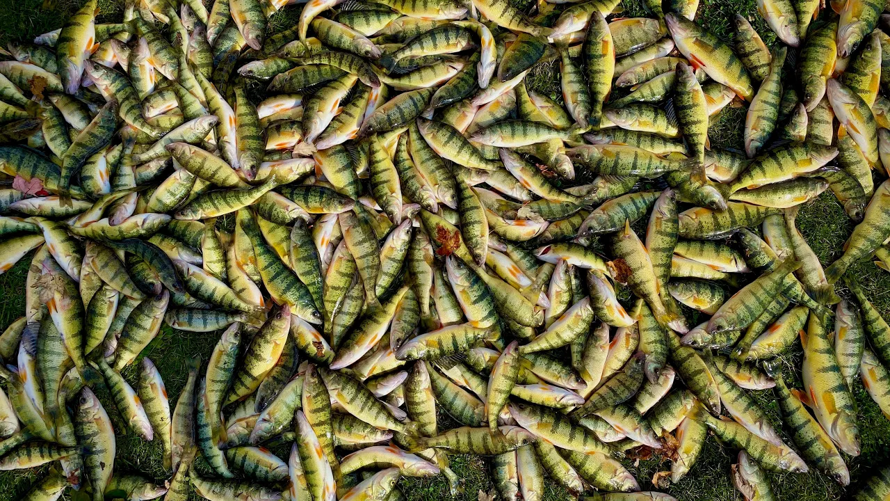 INCREDIBLE JUMBO PERCH FISHING / Non Stop Action / How to Catch them, Clean them, and Cook them.