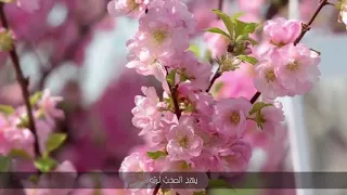 كسب القلوب بحب ه   منصور السالمي   كلمات دندنها