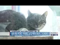 Lubbock Animal Services offering free rodent control with working cats