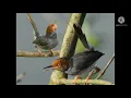 Download Lagu suara pikat burung prenjak anti zonk