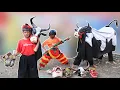 PENGISIAN KHODAM BANTENGAN SAPI SAMPAI NDADI MBEROT KALAPAN