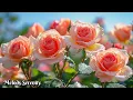 Download Lagu Самая красивая мелодия на свете🌺Хочется слушать вечно🌿Музыка Сергея Грищука