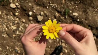 أهلا بمعتل النسيم الشاعر الجزائري القديم عفيف الدين التلمساني بصوت حمزة دباح  أهلا بمعتل النسيم الشاعر الجزائري القديم عفيف الدين التلمساني بصوت حمزة دباح