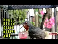 Download Lagu KOLIBRI WULUNG BETINA GACOR NARUNG