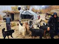 Nomadenleven in een storm ⚡⛈️ Strijd om het vee te redden in de ruige bergen
