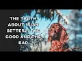 The Truth About Irish Setters The Good and the Bad