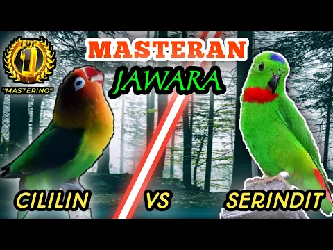 Download MP3 LOVEBIRD VS SERINDIT - Masteran Tembakan Tajamm ||  Tembakan Mematikan Ketika Digantangann