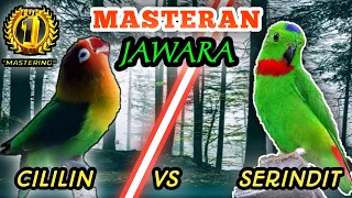lovebird vs serindit masteran tembakan tajamm tembakan mematikan ketika digantangann