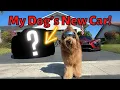 I Bought My Dog His DREAM Car