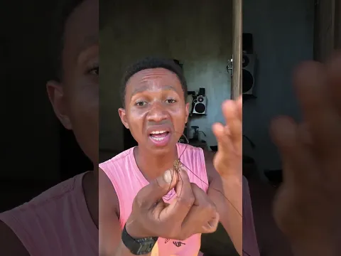 conheça o opiliao