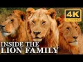 Download Lagu The Entire Life of the Lion Brothers | Full Docuseries | 4K UHD