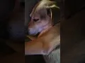 Josey snoring