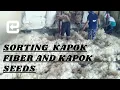 Production kapok fiber sorting kapok fiber and kapok seeds