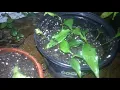 Download Lagu Code blue! I see you! Plant baby transplant!