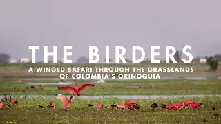 Download THE BIRDERS | A winged safari through the grasslands of Colombia's Orinoquia. MP3