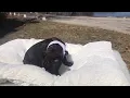 PuppyFinder com ODIE