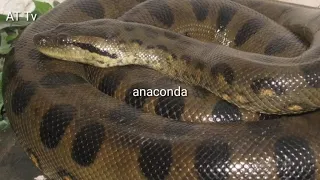 wafahamu nyoka wa kubwa duniani anaconda na chatu najua tofauti zao