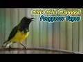 Download Lagu PANCINGAN PENGGACOR SEMUA SOGON PALING EFEKTIF UNTUK TROTOLAN NDASI‼️HITUNGAN DETIK LANGSUNG NEMBAK