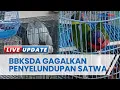 Download Lagu Diduga Jual Satwa Dilindungi Lewat Media Sosial, 2 Pria Diringkus Polisi dan BKSDA Papua Barat