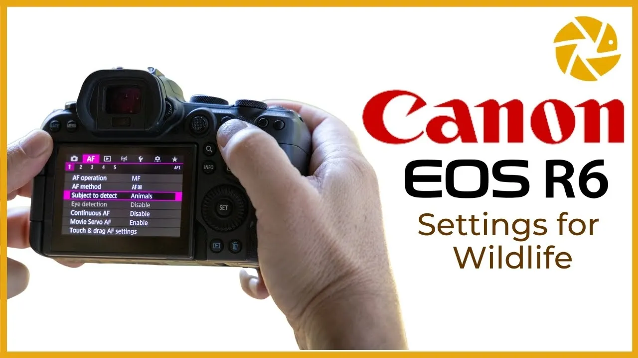 Canon R6 Settings For Wildlife Photography