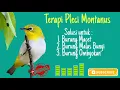 Download Lagu Pleci Montanus (Terapi burung macet, malas bunyi \u0026 burung ombyokan)