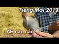 Download Lagu Tiếng Chằng Nghịch Mái Kêu Cứu Lạc Bầy 2019 , Tiếng Rẽ Hoa , Gà Nước Vằn Tháng 3   2019